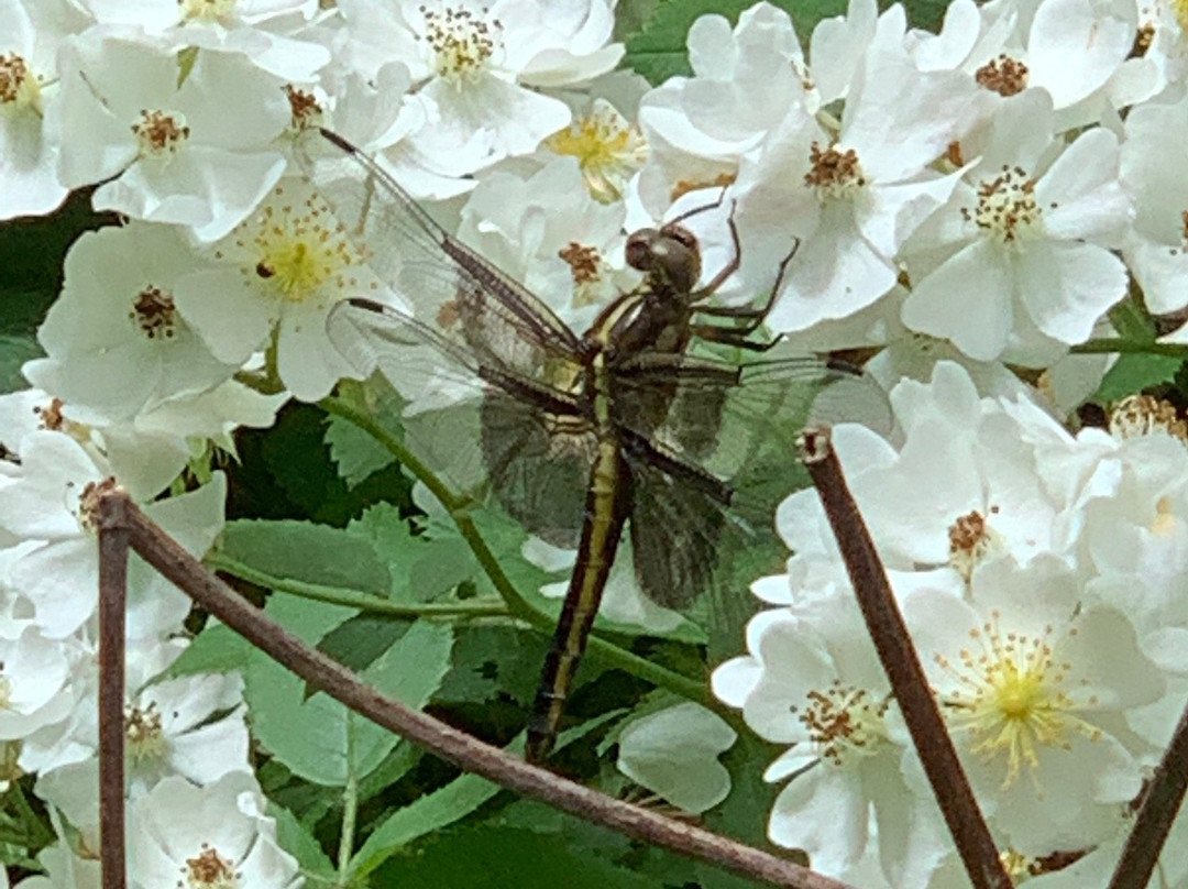 Saunders Springs Nature Preserve-Radcliff必去景点