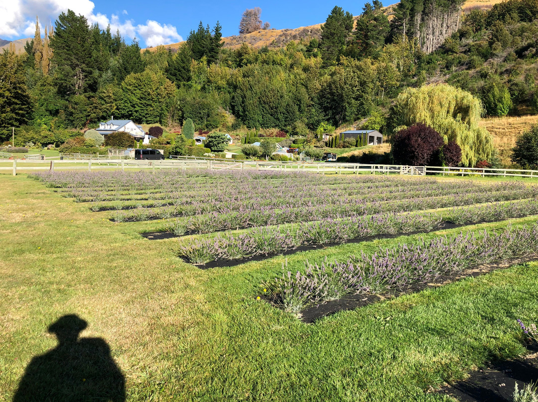Ben Lomond Lavender-皇后镇必去景点