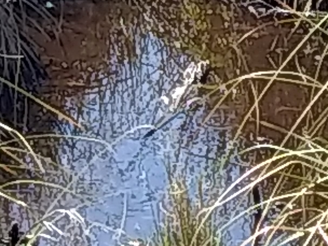 Pedego Electric Bikes Orange Beach-橙色海湾必去景点