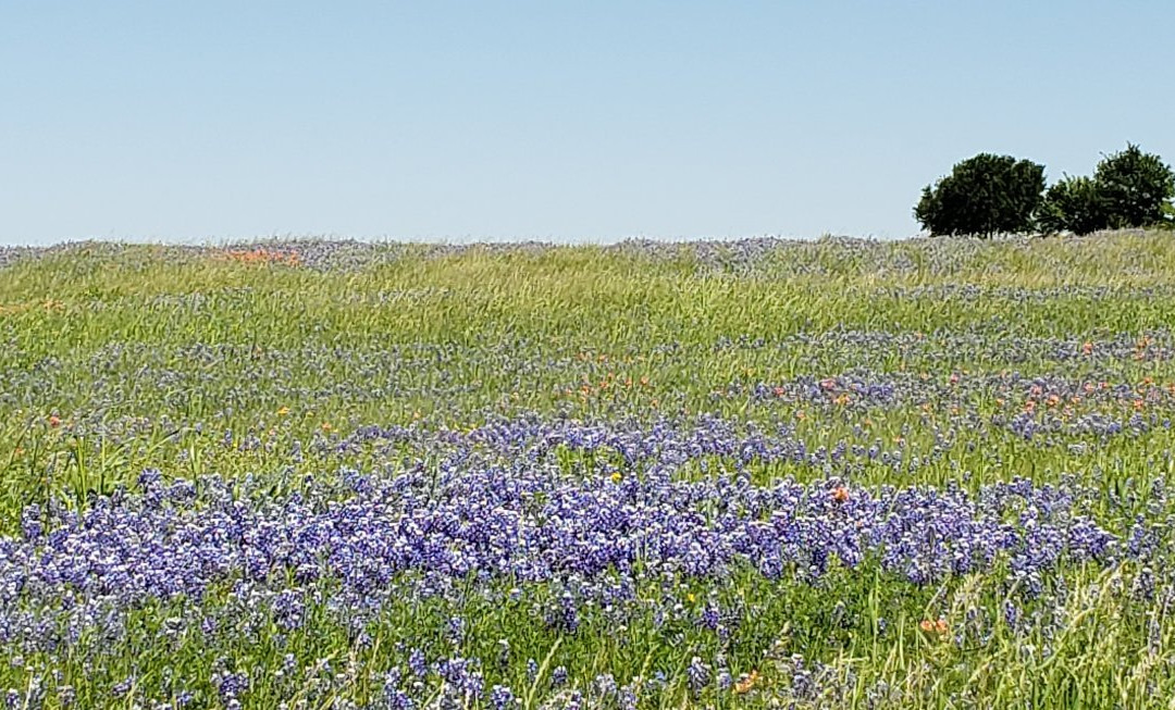 Bluebonnet Trail-恩尼斯必去景点