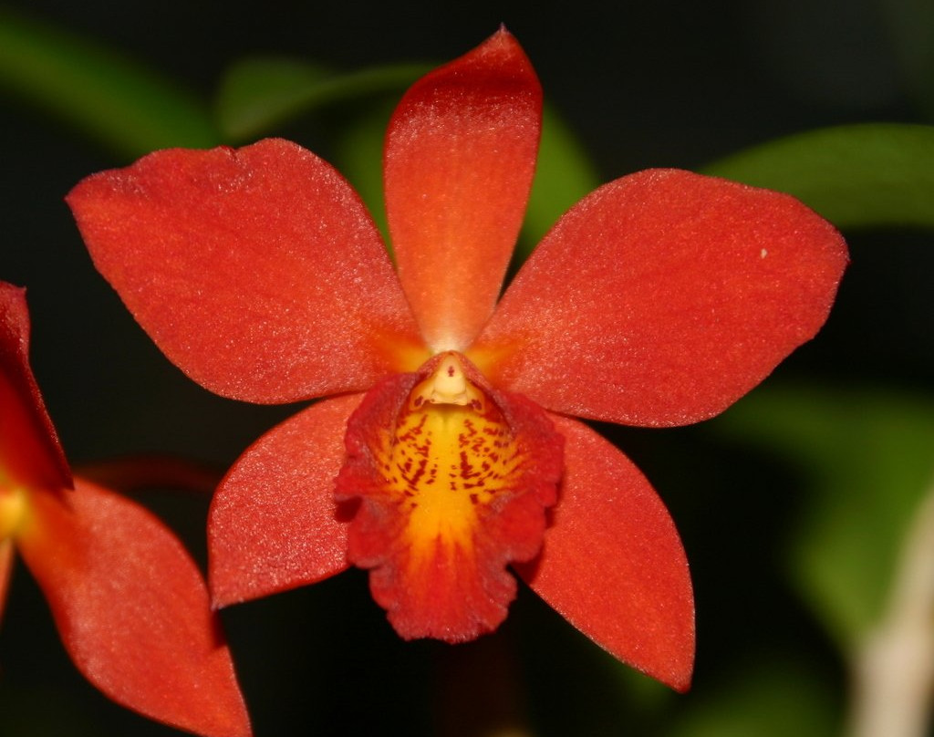 Schweizer Orchideen Garten景点图片