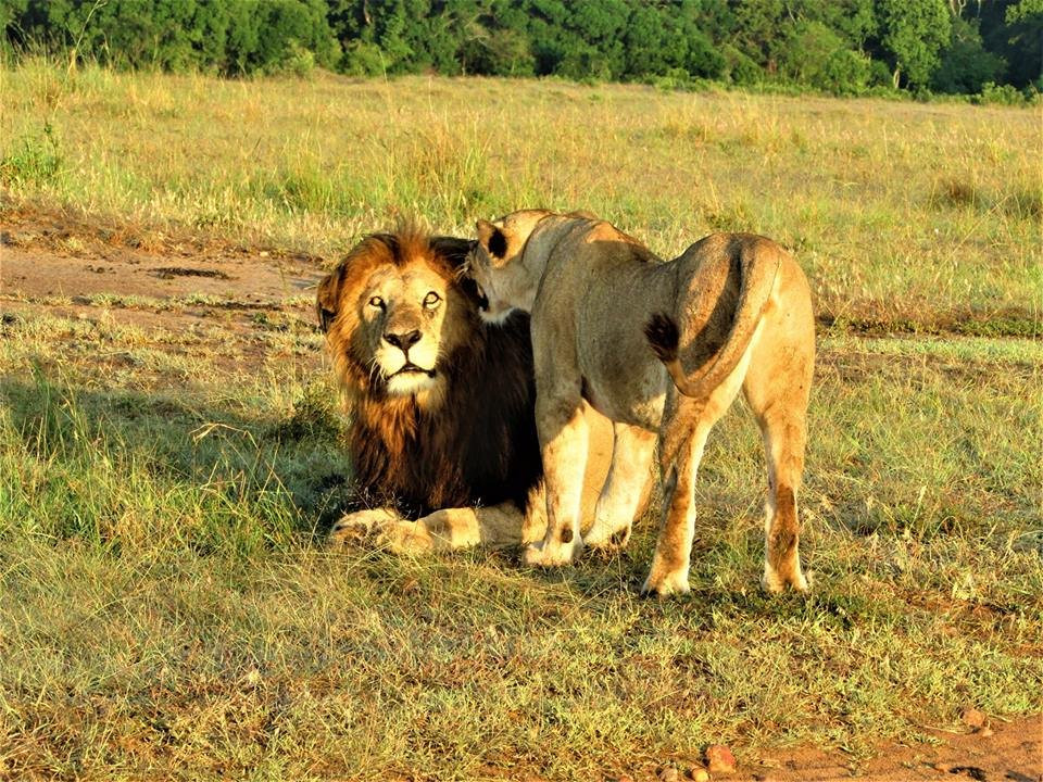 Essenia Safari Experts-内罗毕必去景点