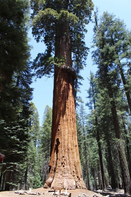 McKinley Tree-Three Rivers必去景点