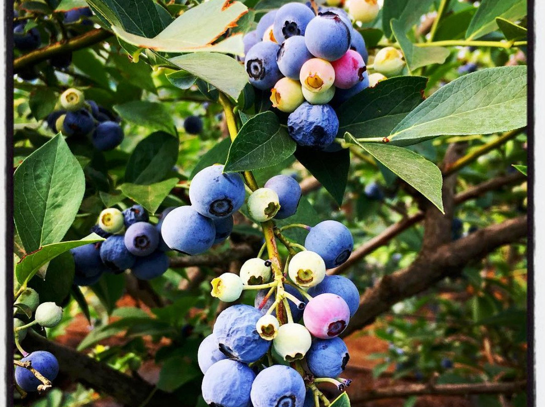 Sayama Berry Land-狭山市必去景点
