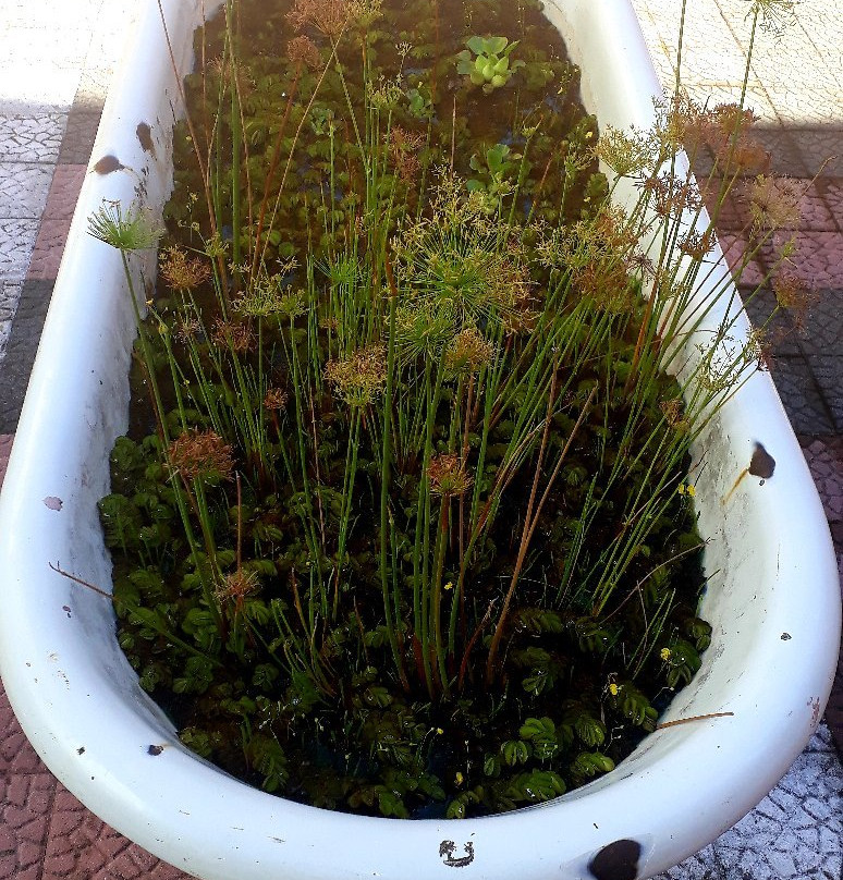 Jardim Lutzenberger-阿雷格里港必去景点