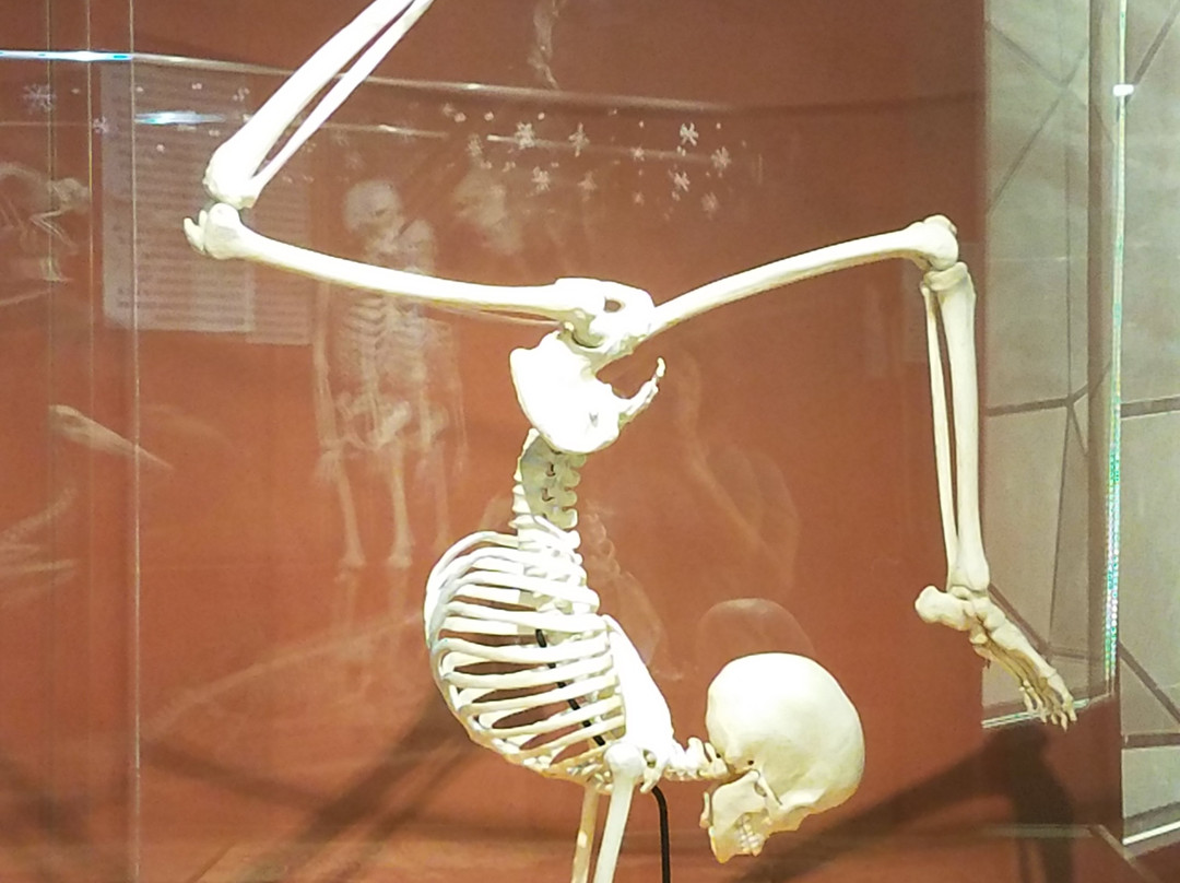 SKELETONS: Museum of Osteology景点图片