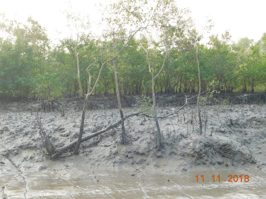 Mangrove Eco Garden景点图片