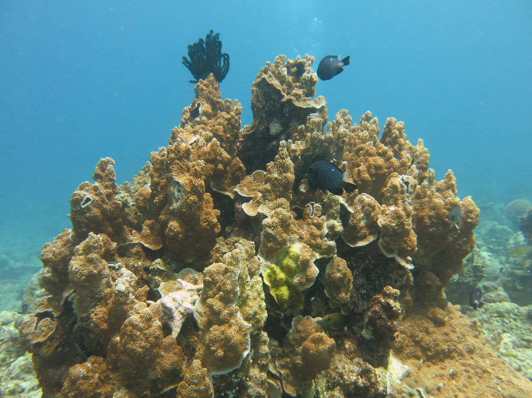 Moyo Dive Center-莫约岛必去景点