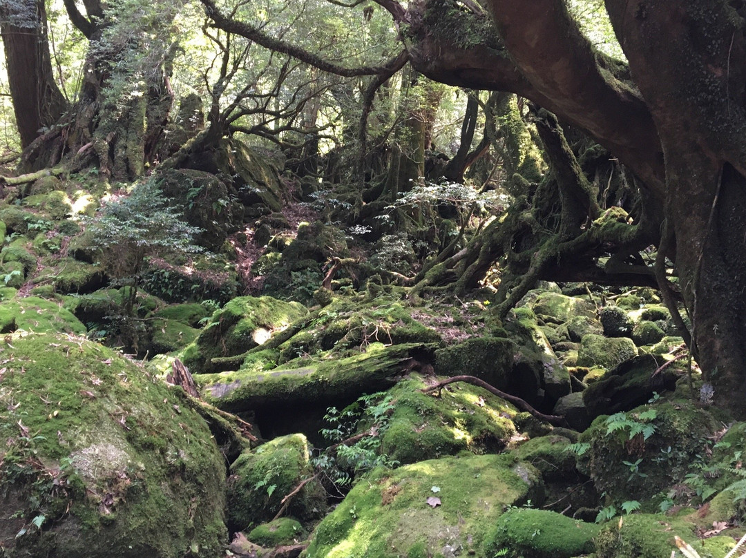 Yakushima Nature Activity Center (YNAC)-屋久岛必去景点