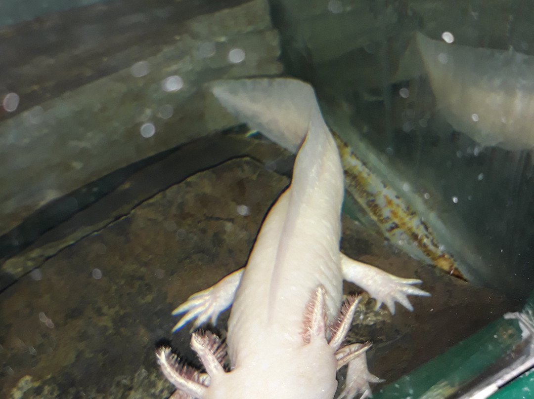 Aquarium景点图片