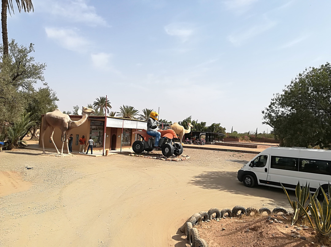AA Quad/ Dromadaire Palmeraie