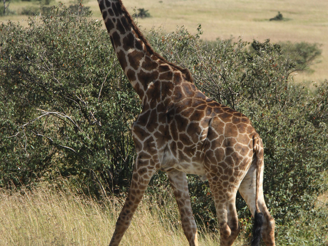 Safari Kenya Tanzania-瓦塔木必去景点