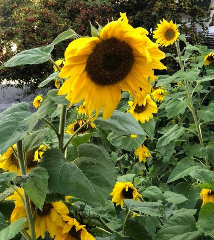 Paradise Village主图