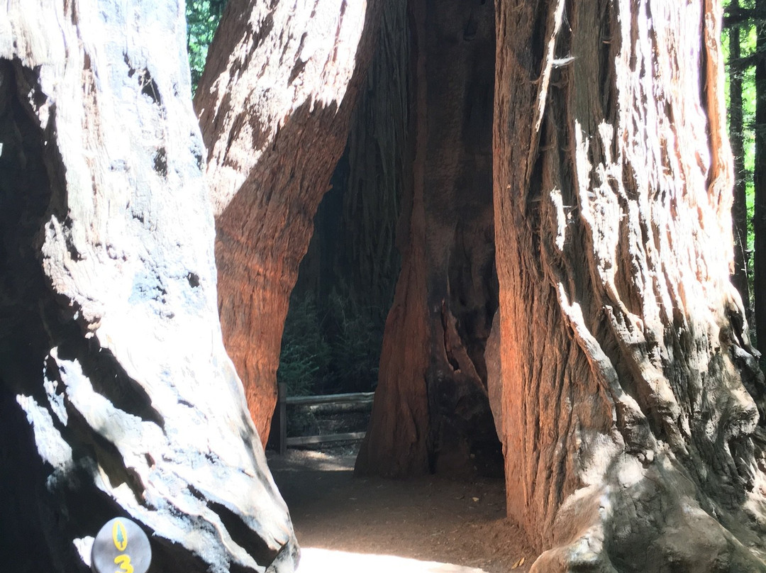 亨利考威尔红杉州立公园景点图片
