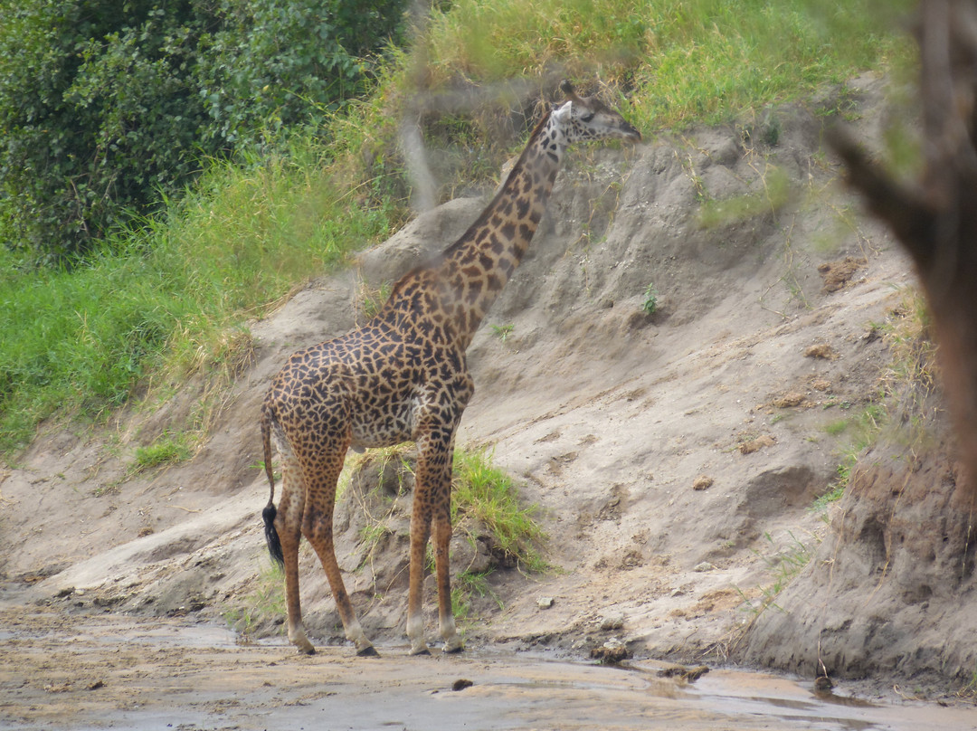 Paragon Safaris Club-阿鲁沙必去景点
