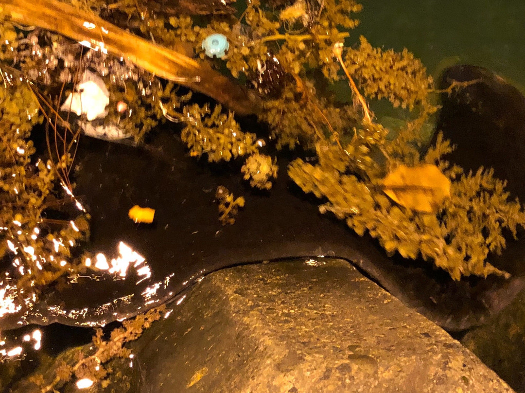 Tobiuo Pier-Chichi-jima必去景点