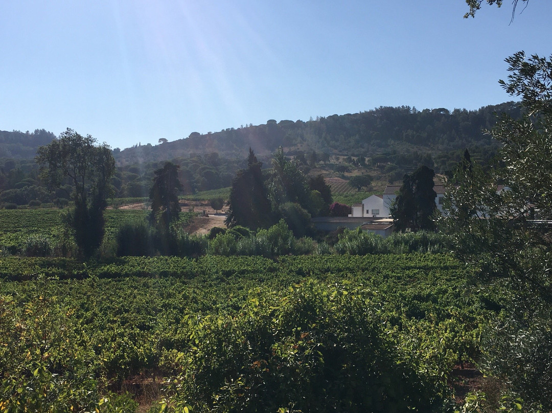 Quinta do Alcube景点图片