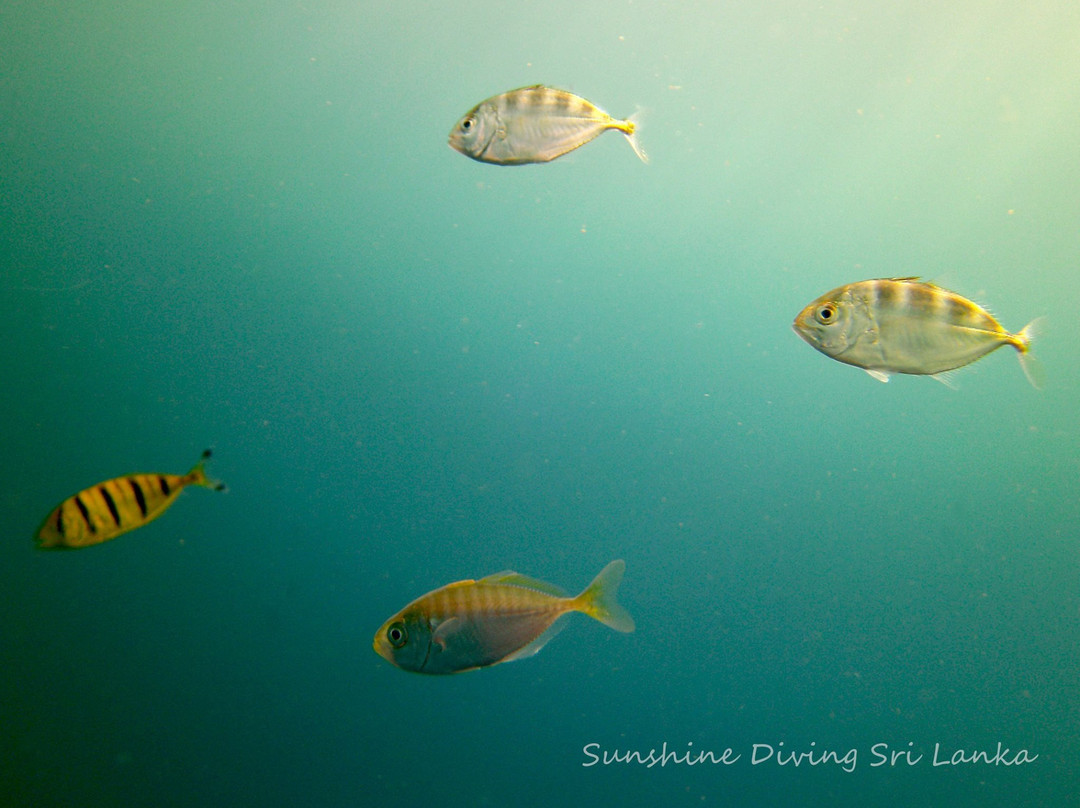 Sunshine Diving-Trincomalee必去景点