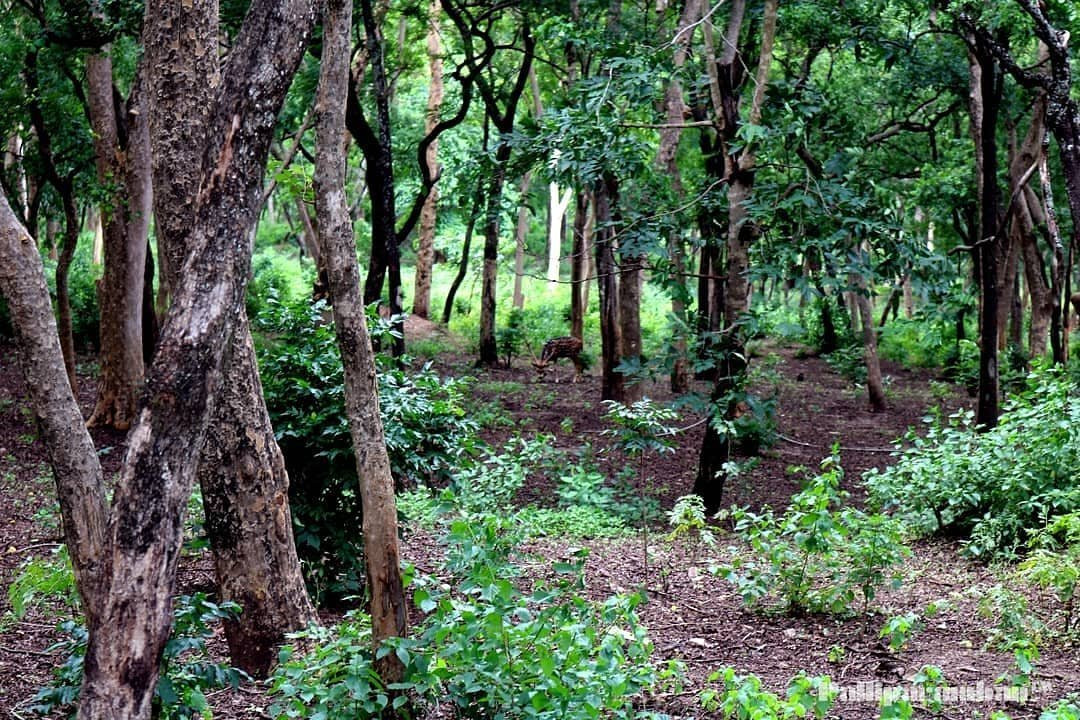 Marayoor Sandalwood Forest景点图片