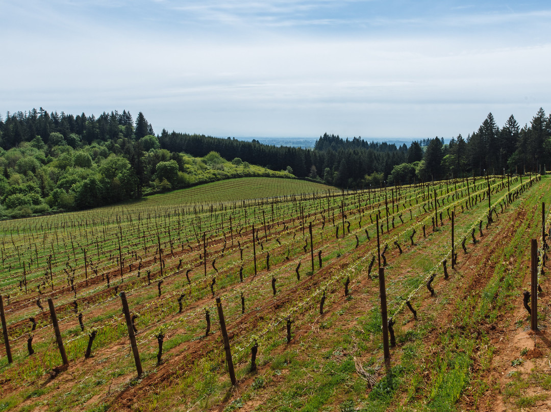 Lange Estate Winery & Vineyards景点图片