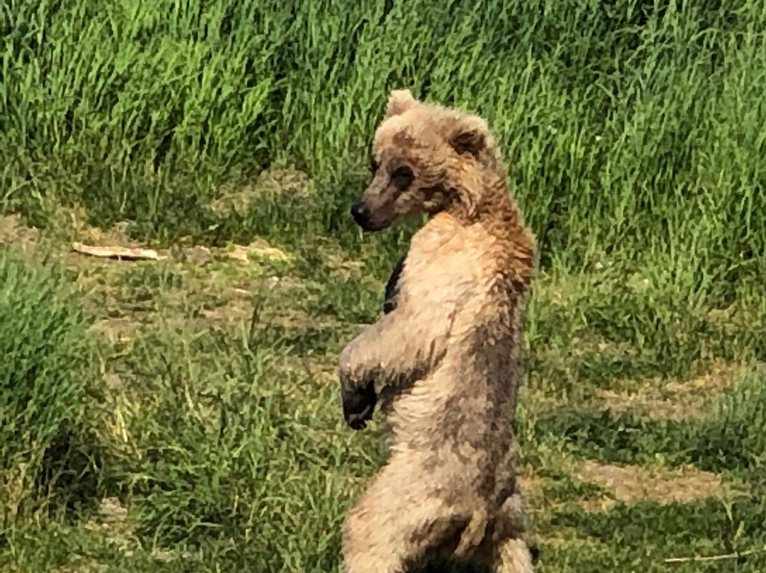 Brooks River-卡特迈国家公园及自然保护区必去景点