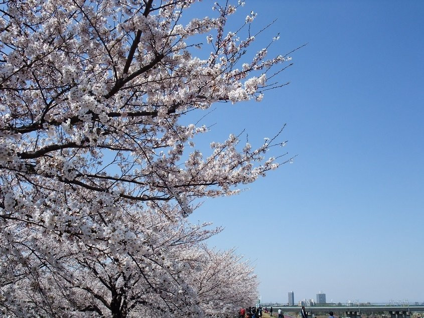 Arakawa Akabane Cherry Blossoms景点图片