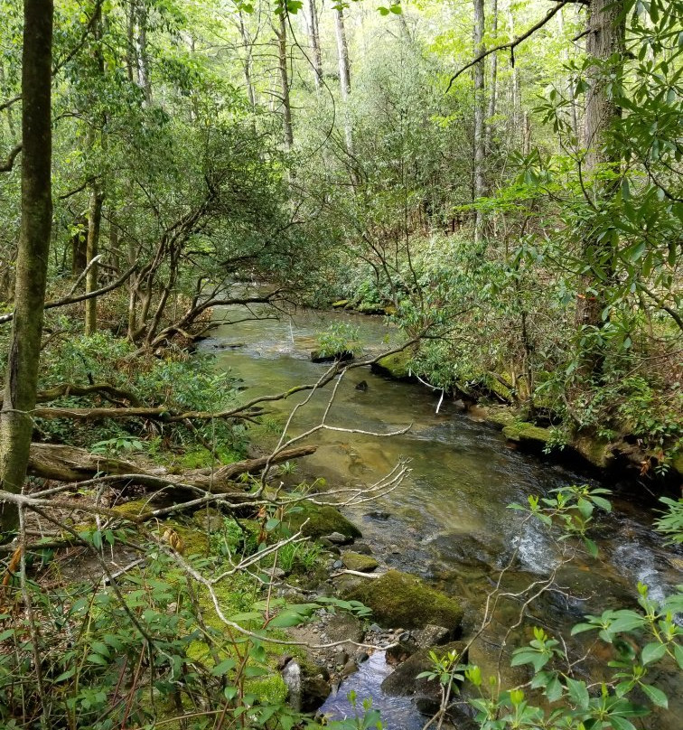 Cove Creek Falls景点图片