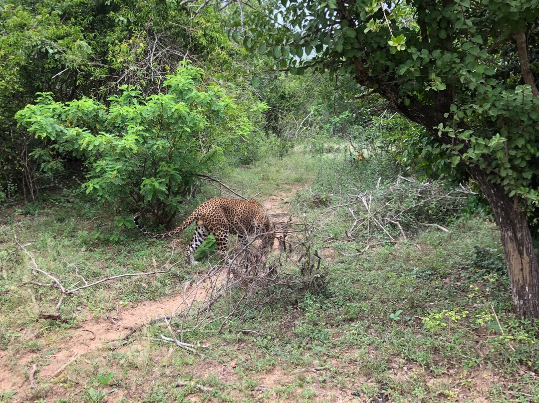Bundala Safari And Village Experience-蒂瑟默哈拉默必去景点