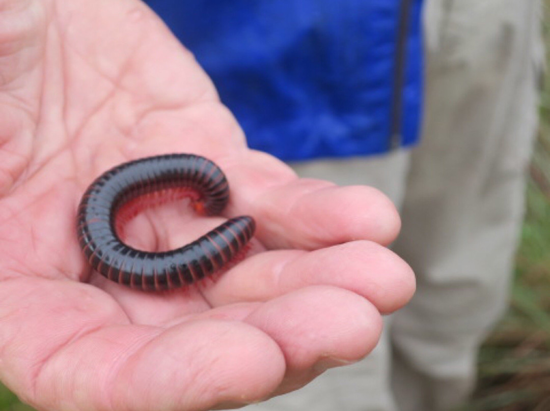 Drakensberg Nature Tours-安德堡必去景点