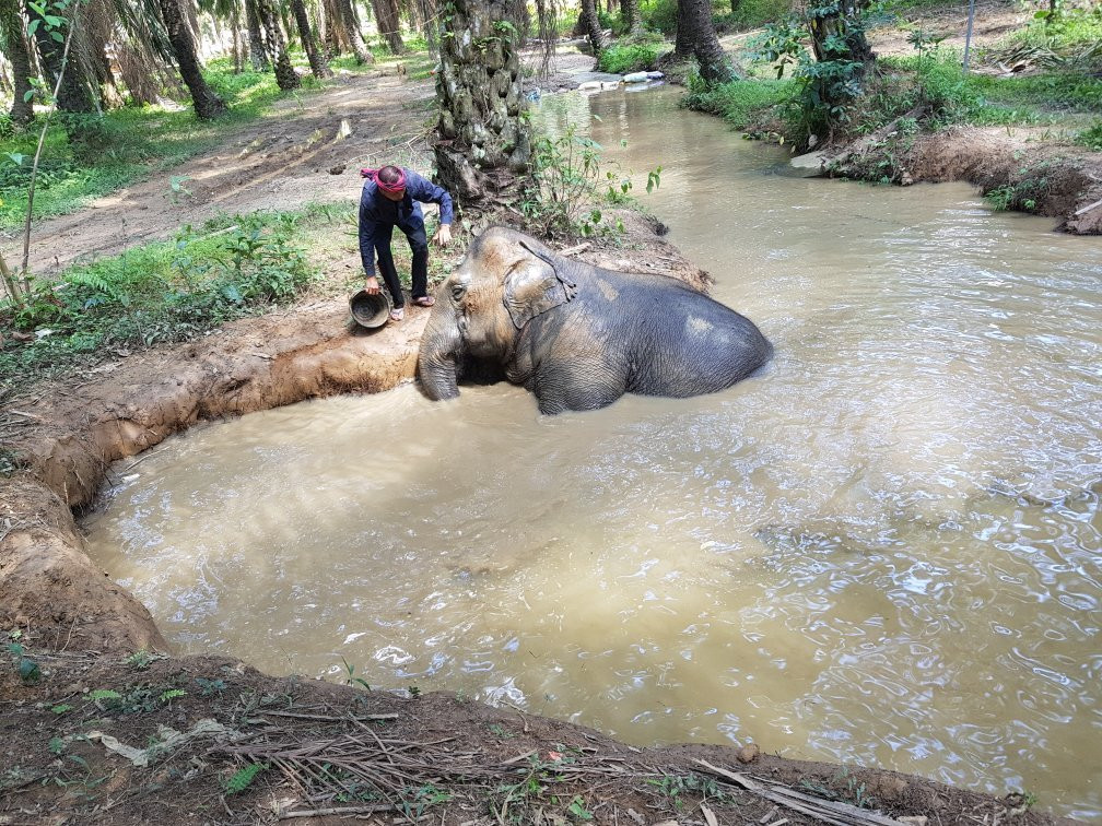 Elephant Retirement Park Phang Nga景点图片