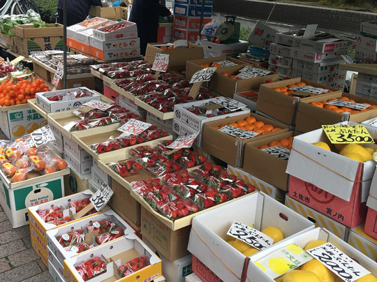 Thursday City-高知市必去景点