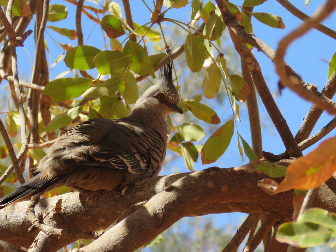 Finke River-Finke必去景点