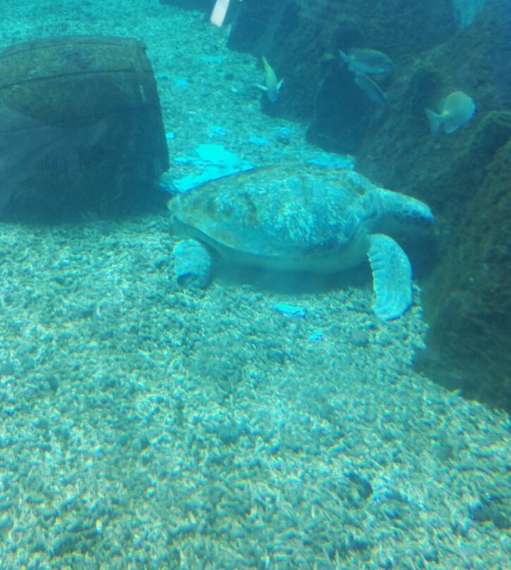 黄金海岸保护区-昌黎县必去景点