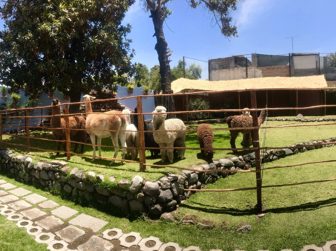 Mundo Alpaca Arequipa-阿雷基帕必去景点