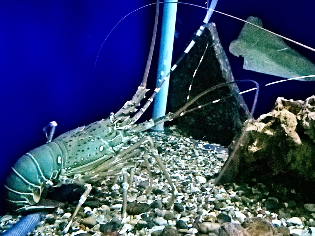 Marine Aquarium Paradeep景点图片
