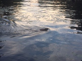Puffer's Pond-艾姆赫斯特必去景点