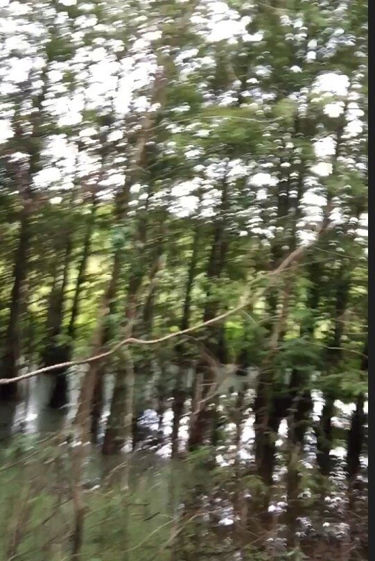 Bogue Chitto National Wildlife Refuge景点图片