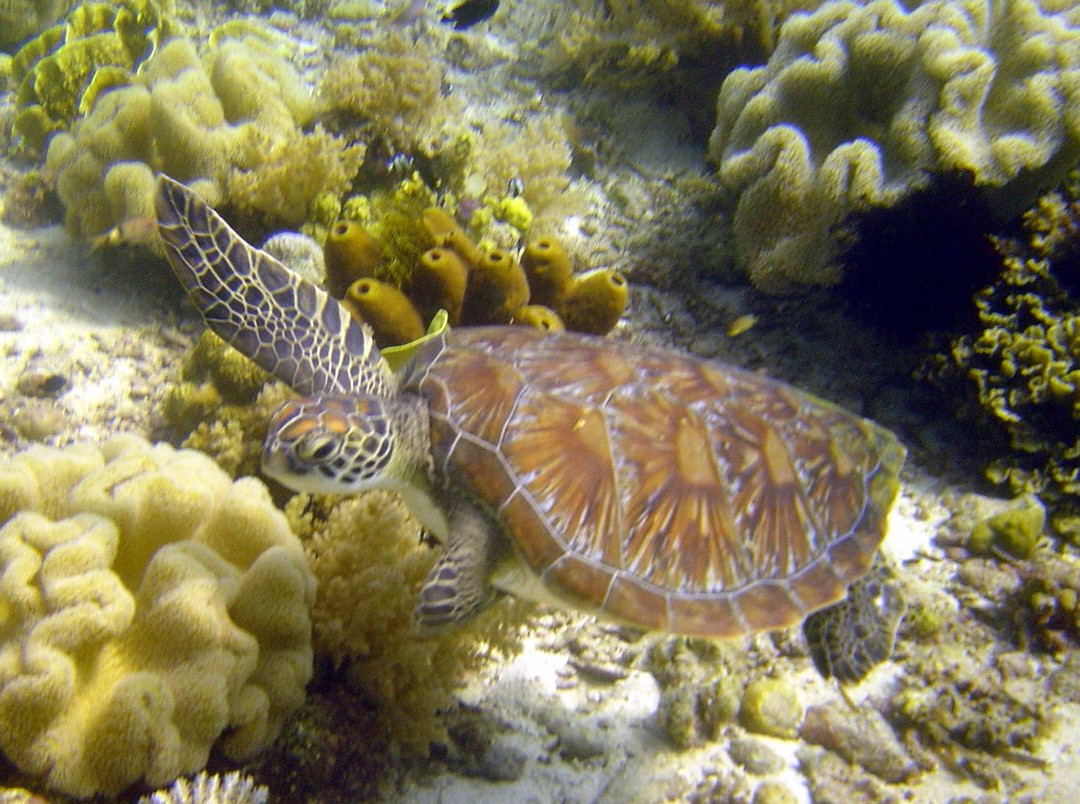 7 Seas Aquanauts-马丹岛必去景点