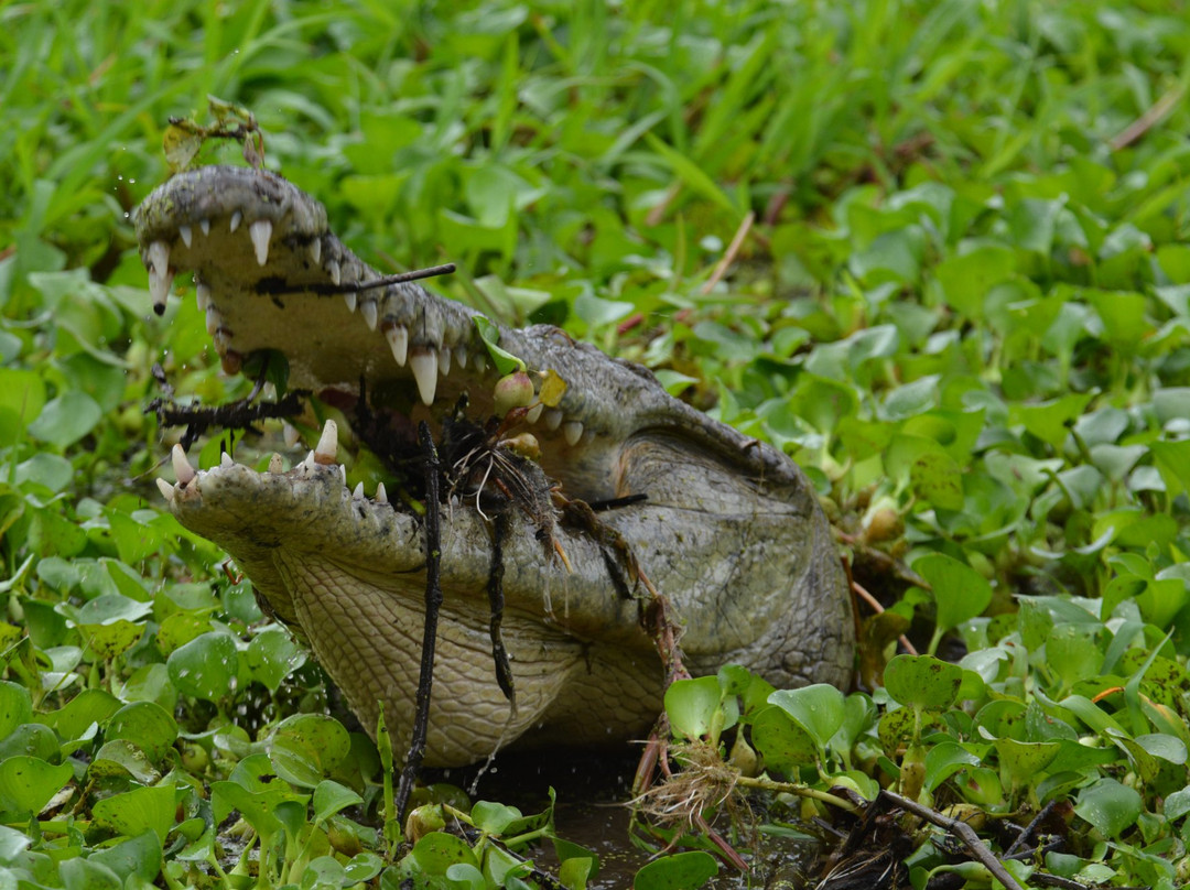 Croclandia & The American Crocodile Sanctuary景点图片