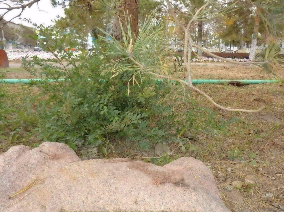 Alley of Pines Planted by Cosmonauts-Zhezkazgan必去景点