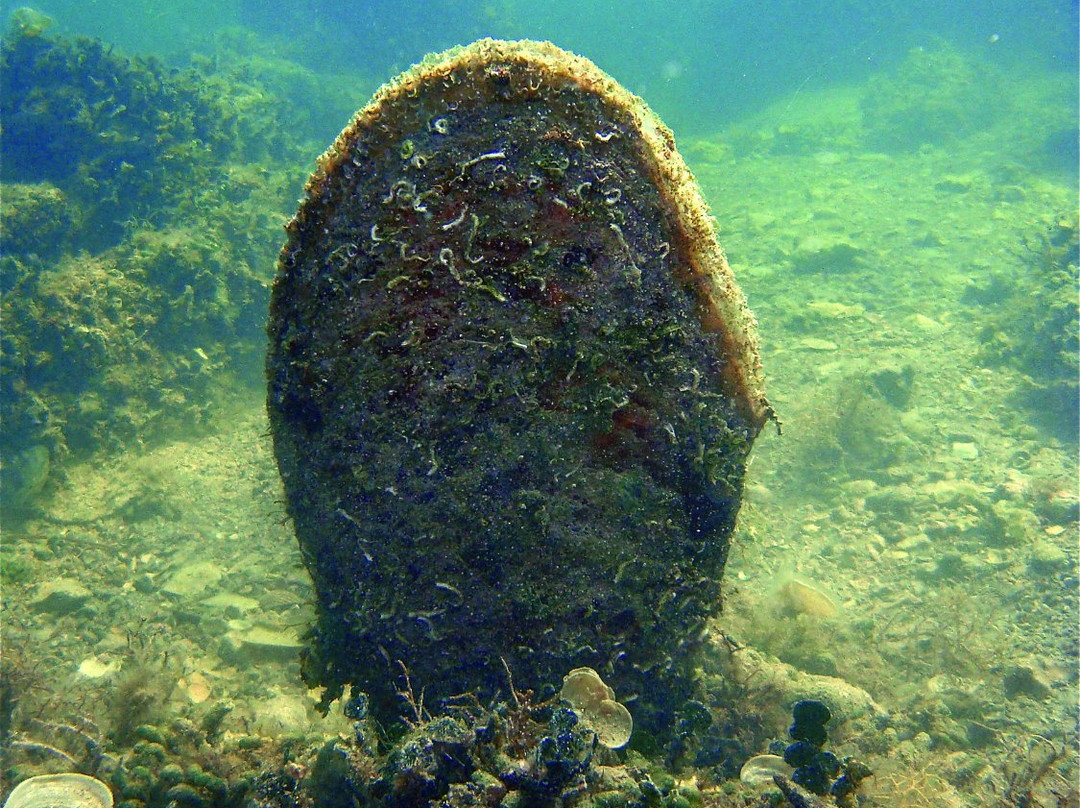 Subaquatic Dive Center-乌马格必去景点