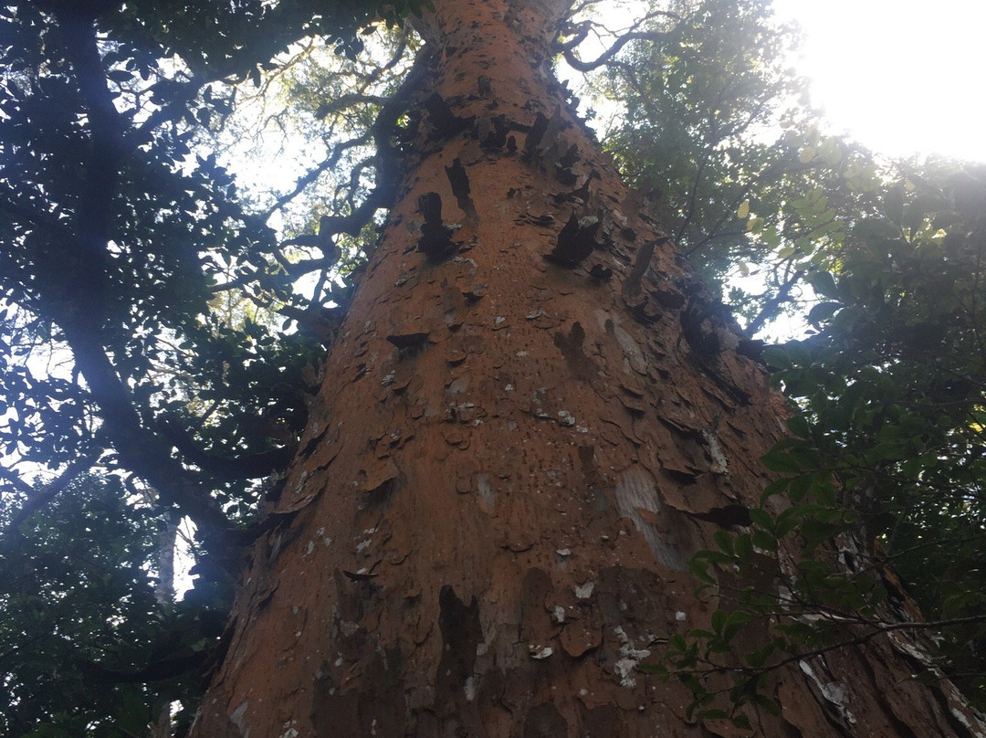 Marutswa Forest Trail and Boardwalk-Bulwer必去景点
