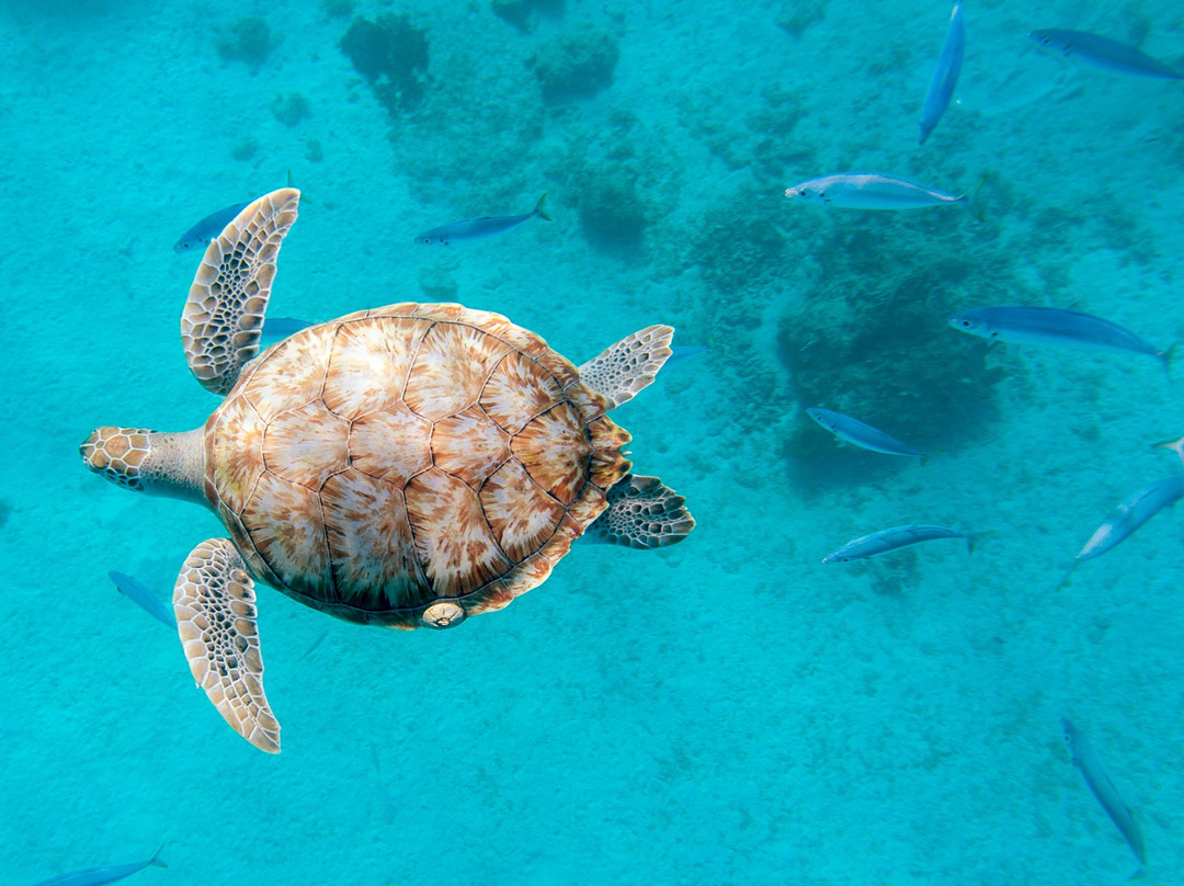 Tide Dancer Luxury Charters-布里奇顿必去景点