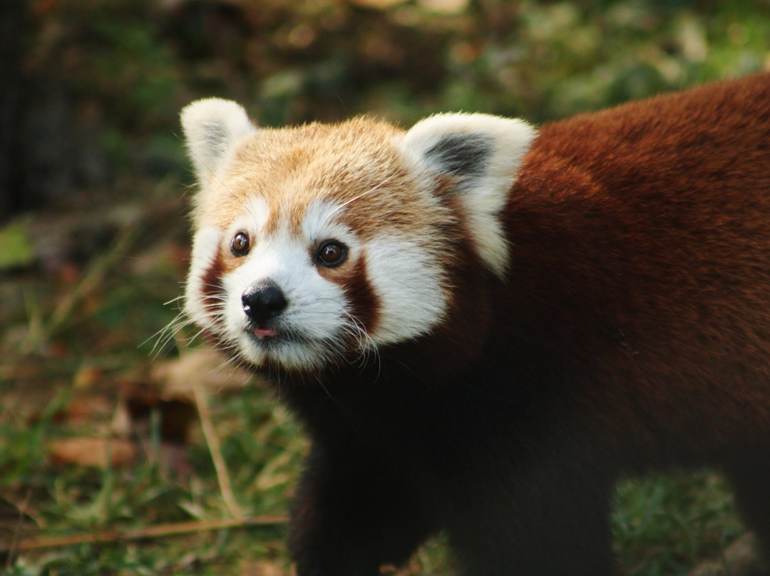 Parc Zoo du Reynou景点图片