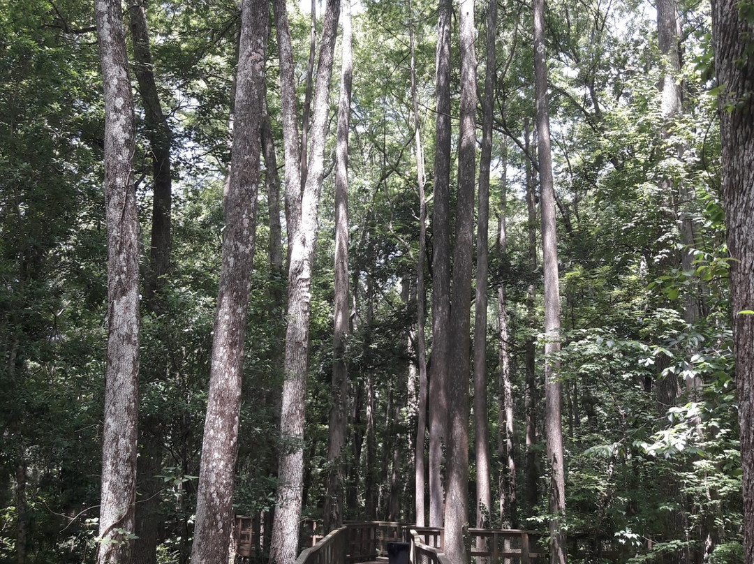 Upper Pithlachascotee River Preserve景点图片