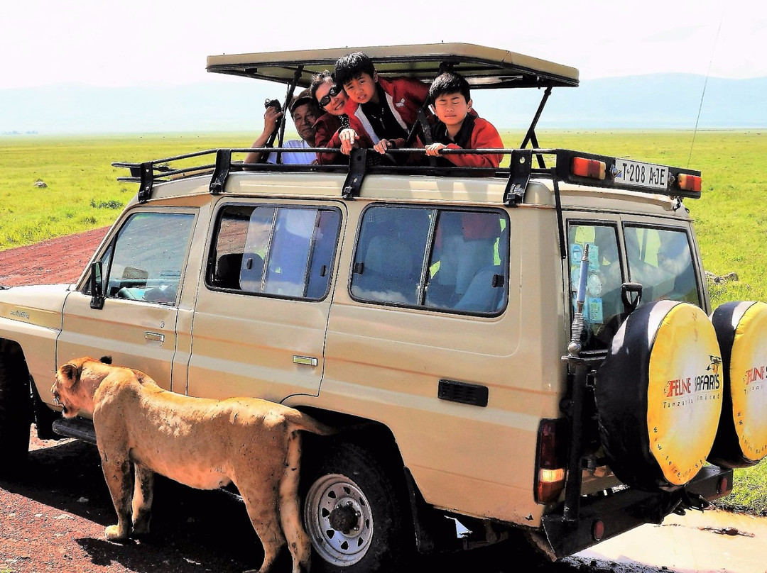 Feline Safaris-阿鲁沙必去景点