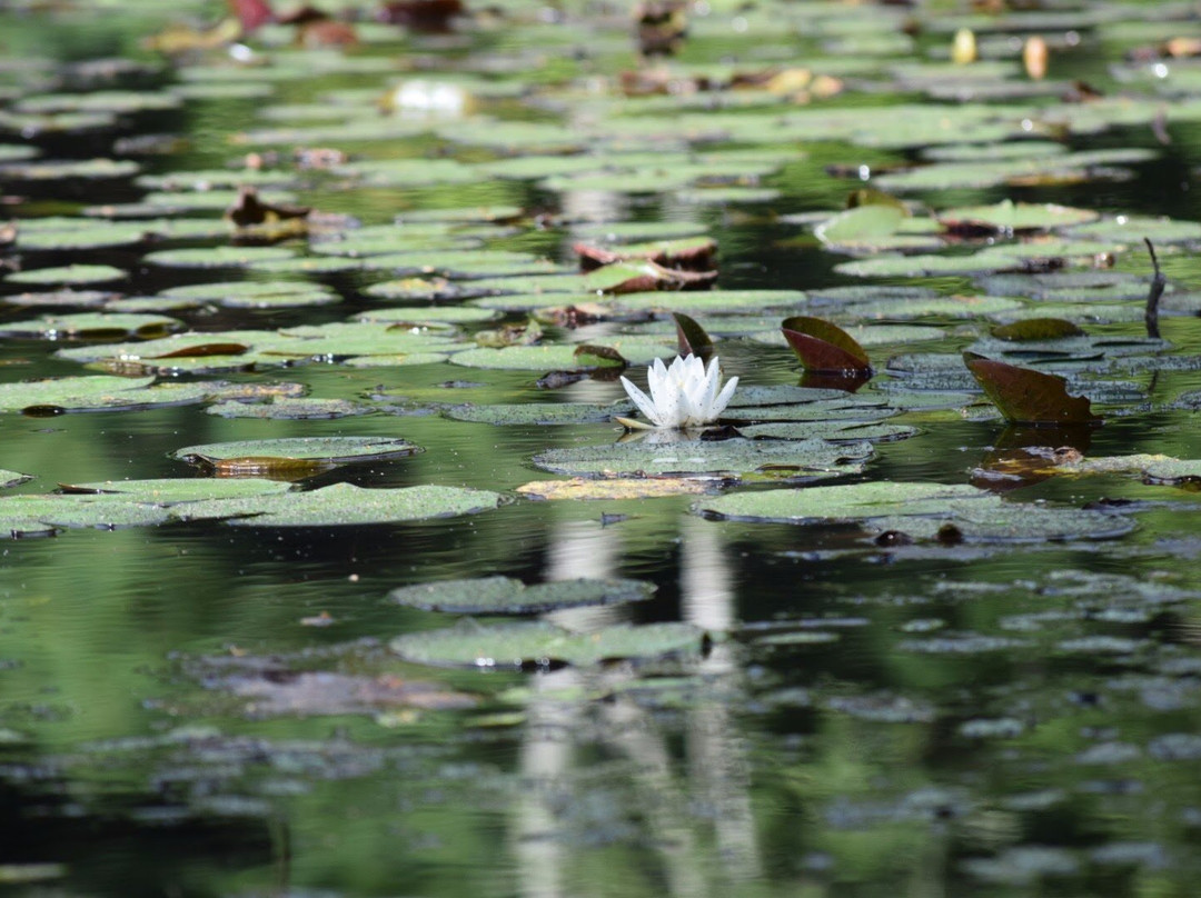 Arcadia Management Area-Hopkinton必去景点