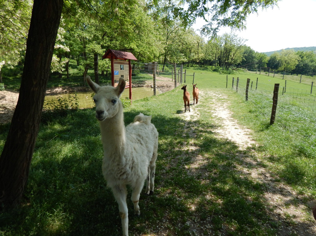 Bőszénfa Deer Farm - Petting Zoo景点图片