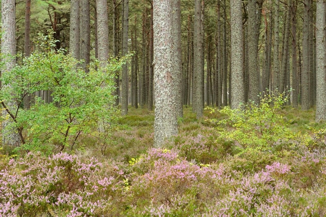 Loch Fleet National Nature Reserve景点图片