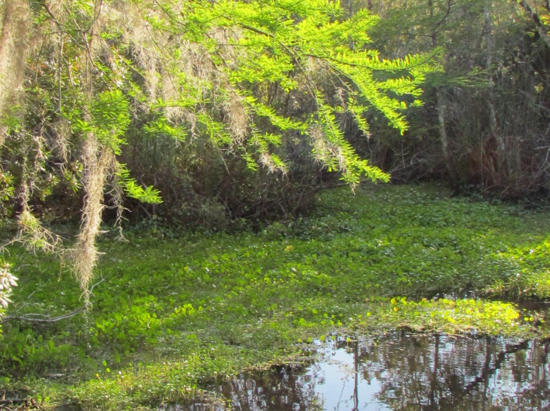 Welaka State Forest-Welaka必去景点